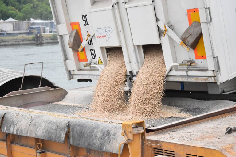 Dumping grain through the hatches of a trailer into a truckloader