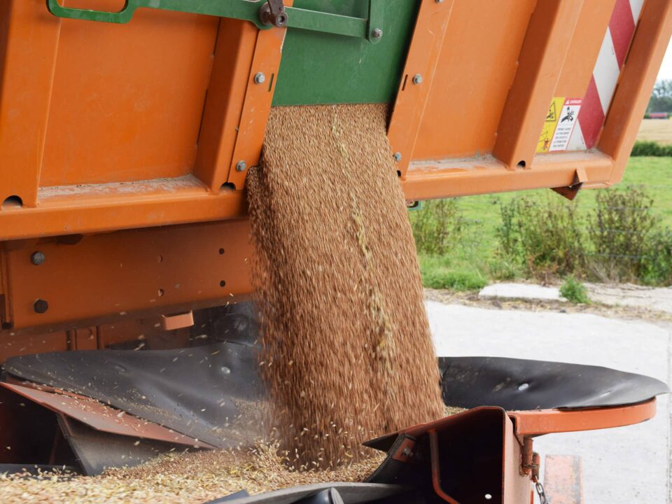Unloading an agricultural skip into a hopper