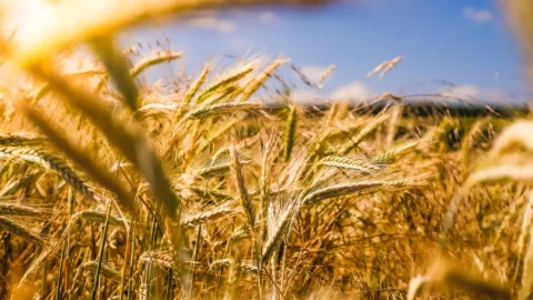 Farming and valorisation of organic product