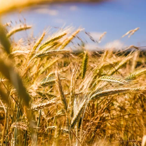 Farming-and-valorisation-of-organic-product
