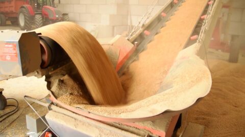 conveying wheat-agricultural conveyor belt