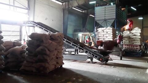 conveying-cocoa-bulk-agro-industry