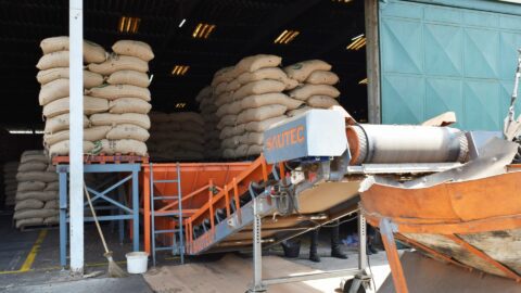 belt conveyor for cocoa beans